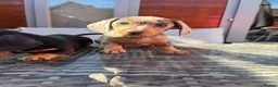 Miniature Dachshund dogs for sale: Lovely Miniature Dachshund Puppy’s Ready Now in Beaconsfield - Advert 4