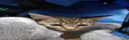 Bengal cats for sale: Woody in Glasgow - Advert 4