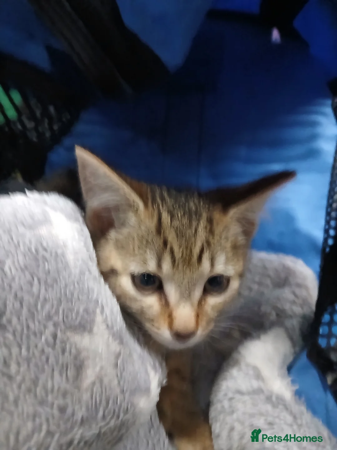Bengal cats for sale: Woody in Glasgow - Advert 4