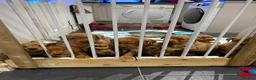 Labrador Retriever dogs for sale: Fox red Labrador puppies in Torpoint - Advert 12
