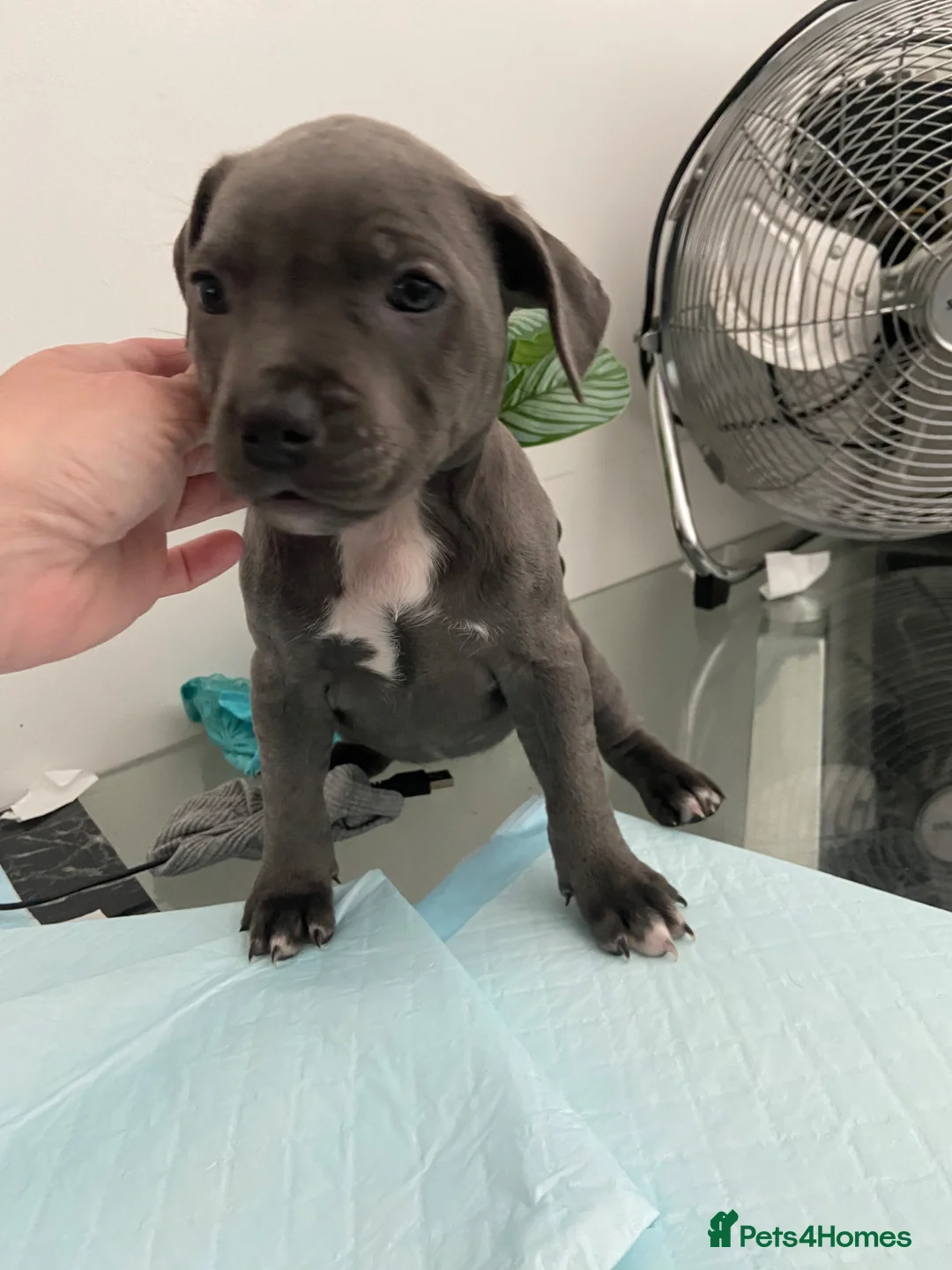 Staffordshire Bull Terrier dogs for sale: Blue and light staffys in Wigan - Advert 2