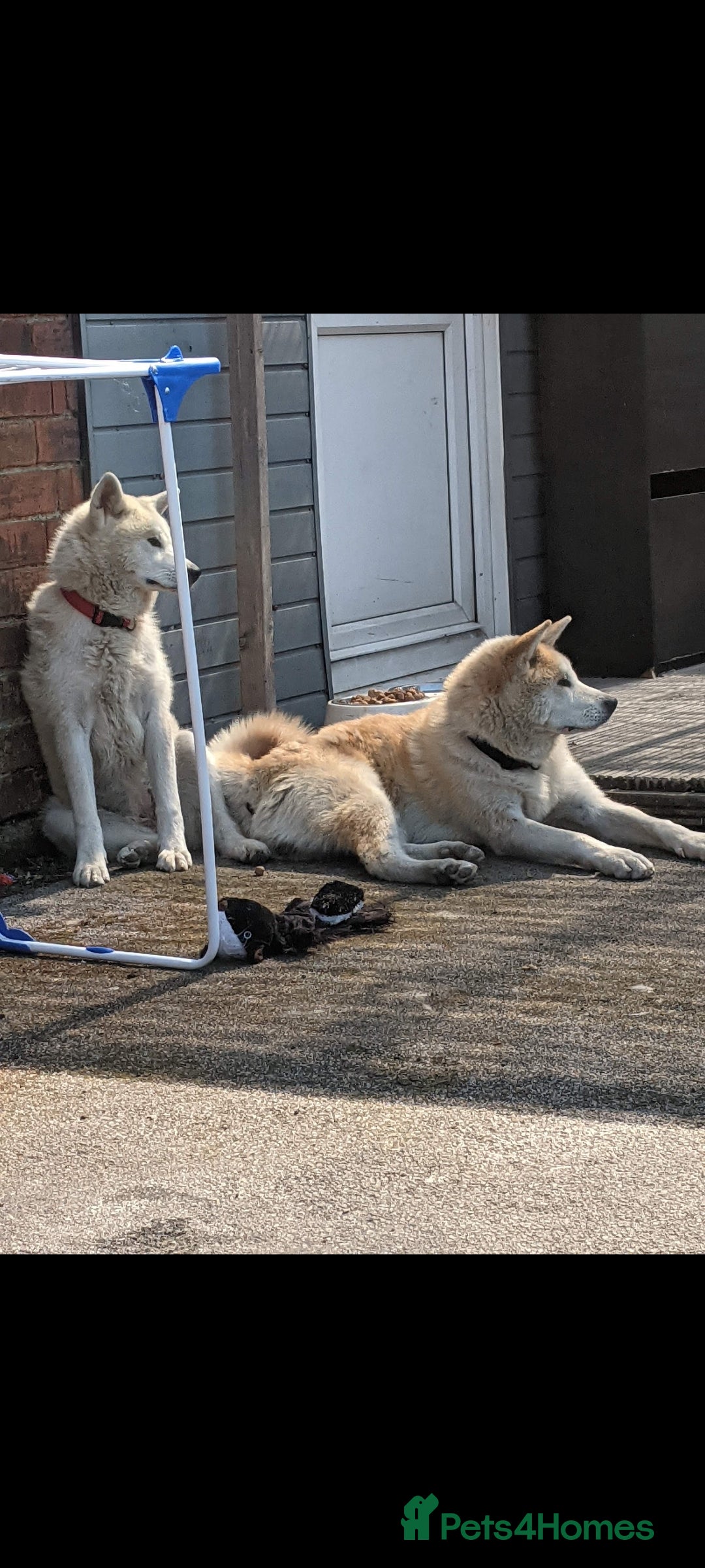 Akita dogs Rehoming two dogs – Akita Inu & Akita Shiba - Advert 13