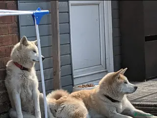 Akita dogs Rehoming two dogs – Akita Inu & Akita Shiba - Advert 7