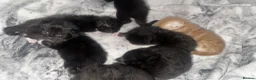Maine Coon cats for sale: 8 Maine coon kittens  - Advert 4