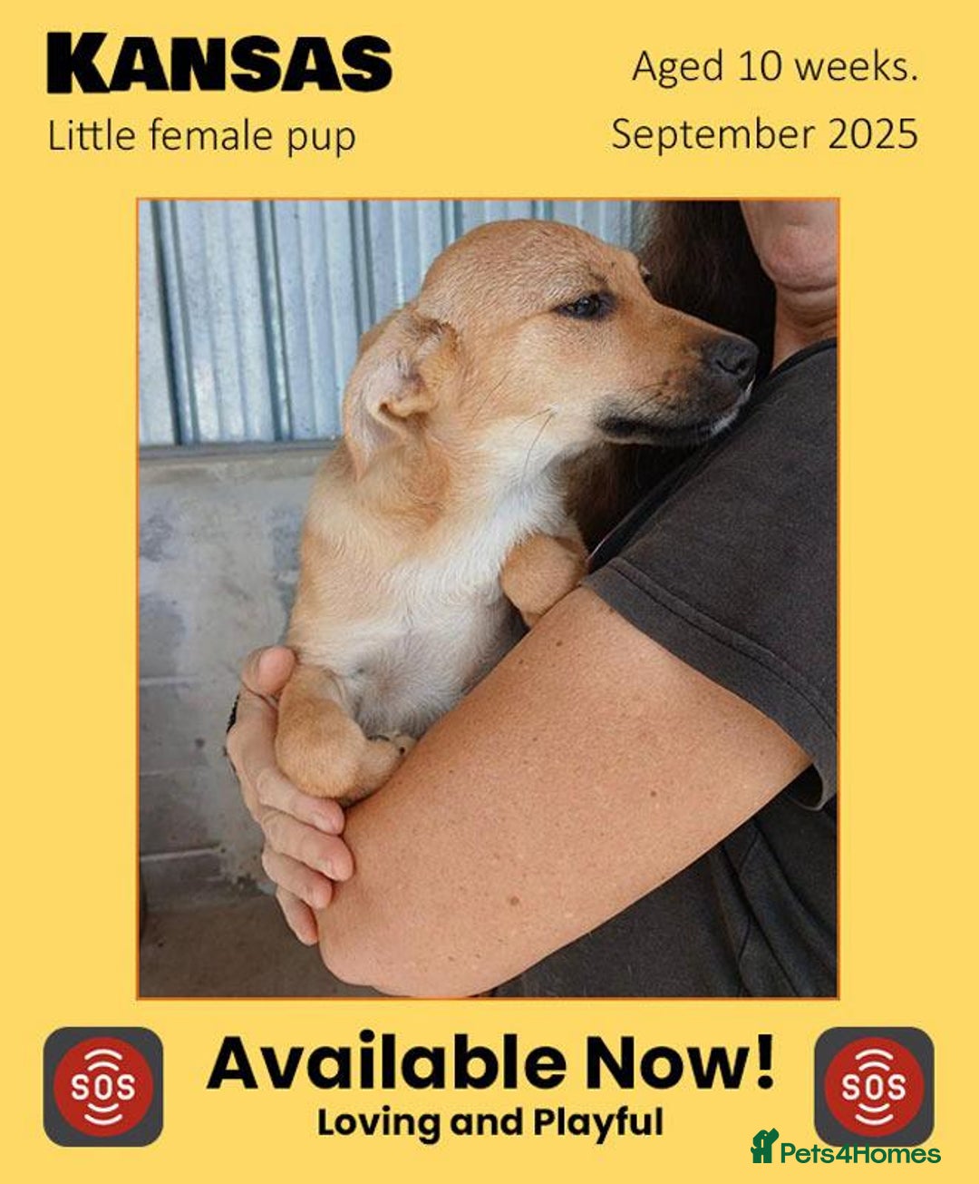 Mixed Breed dogs for adoption: Dallas, 6 months approx. Available for adoption. - Image 15