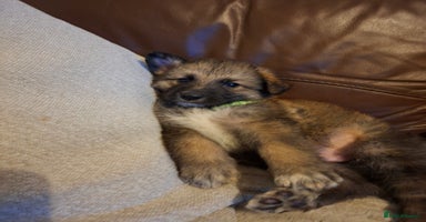 German Shepherd dogs German shepherd pups 🐶  - Advert 2