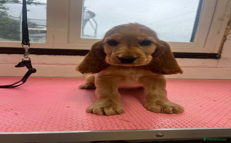 Cocker Spaniel dogs - Advert 8