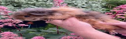Guinea Pig rodents for sale: 5 gorgeous 🐹 Guinea pigs  - Advert 6