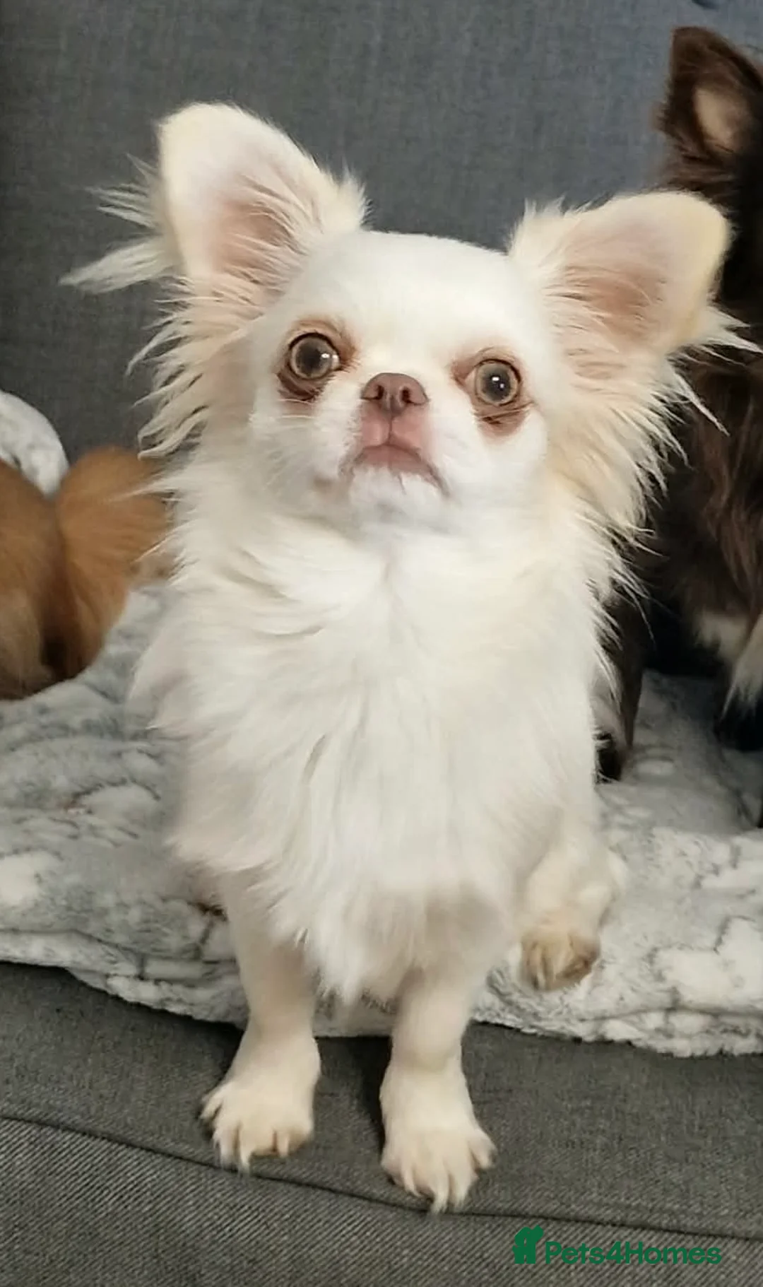 Chihuahua dogs for sale:  Long Coat Chihuahua Puppies - Advert 17