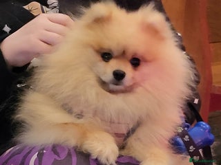 Pomeranian dogs - Advert 2