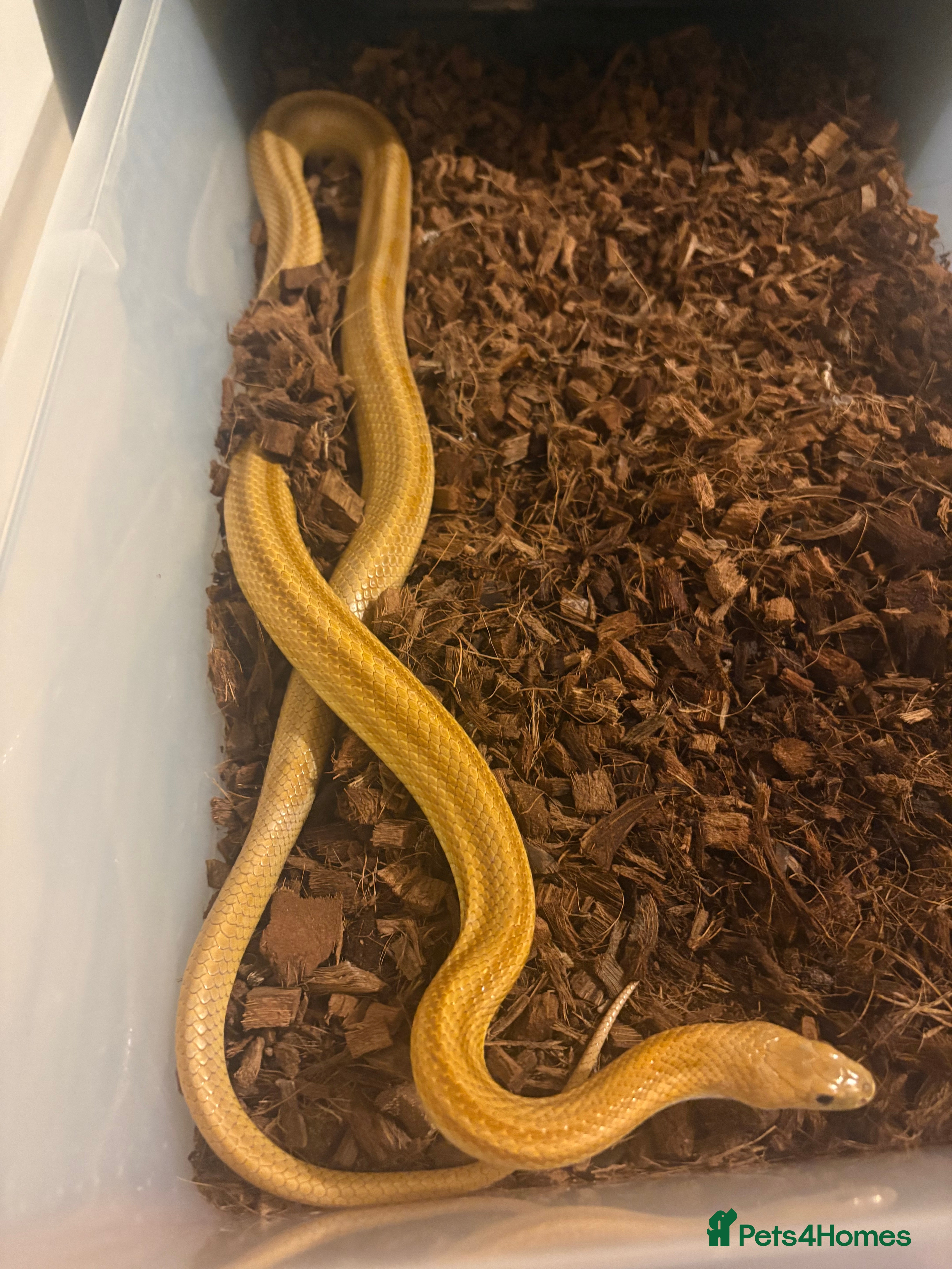 Mixed Breed reptiles X 2 male corn snakes x 1 male royal python  - Advert 15