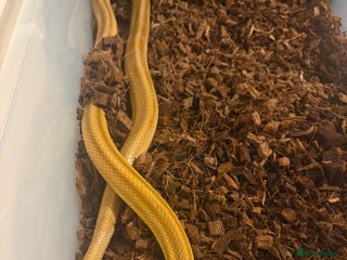 Mixed Breed reptiles X 2 male corn snakes x 1 male royal python - Advert 1