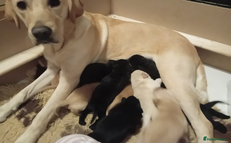 Labrador Retriever dogs - Advert 7