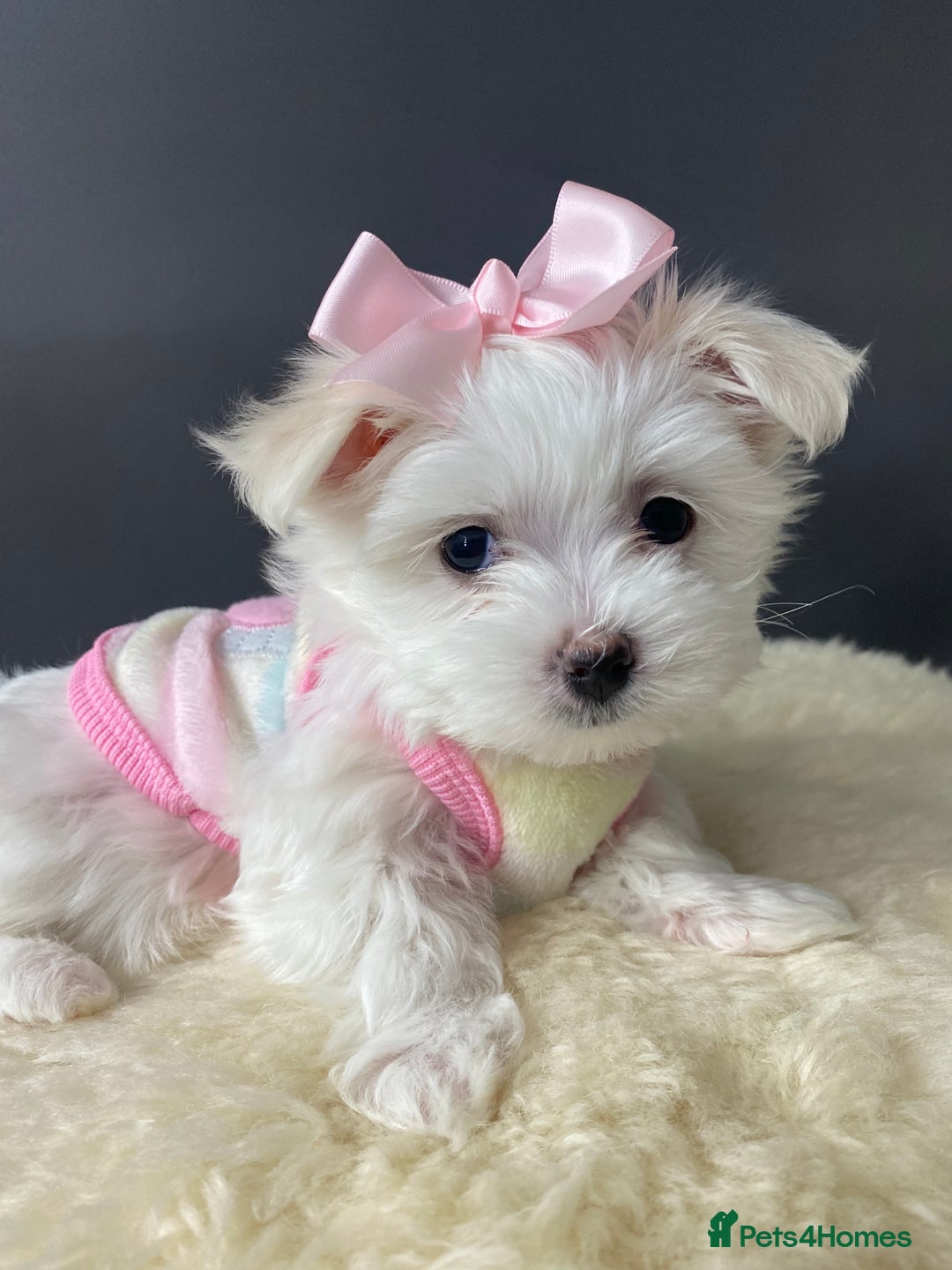 Maltese dogs for stud: 🌟Stunning KC Reg Korean Maltese boy for STUD in Waltham Cross - Advert 12