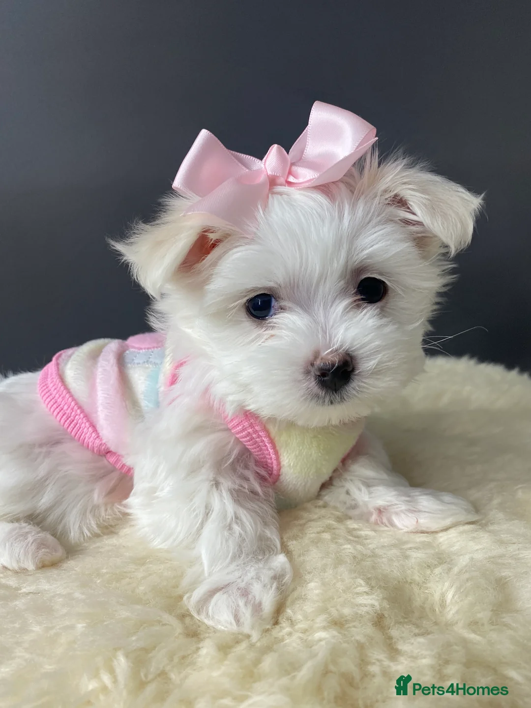 Maltese dogs for stud: 🌟Stunning KC Reg Korean Maltese boy for STUD in Waltham Cross - Advert 16