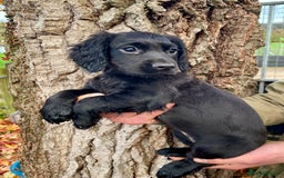 Cocker Spaniel dogs for sale: Ready Now - Wonderful Cocker Spaniels - Advert 9