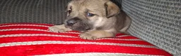 Mixed Breed dogs for sale: Rus-A-Pei ( Rare ) - Advert 2