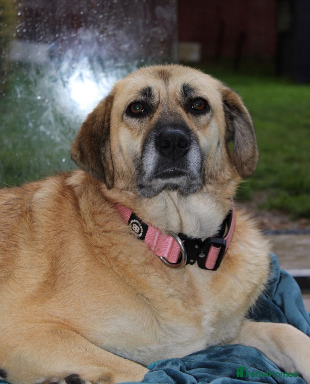 Mixed Breed dogs for adoption: 💖 Gentle Joky is waiting for her forever home! - Advert 18