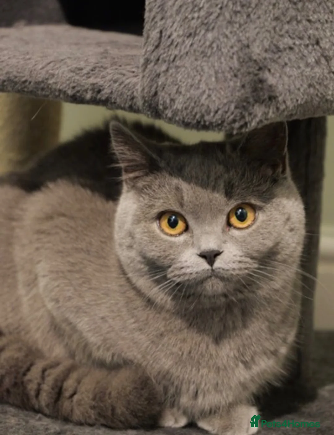 British Shorthair cats for sale: Mina – Loving Home Needed - Advert 3