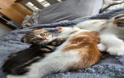 Scottish Fold cats for sale: Beautiful Scottish Folds - Image 11