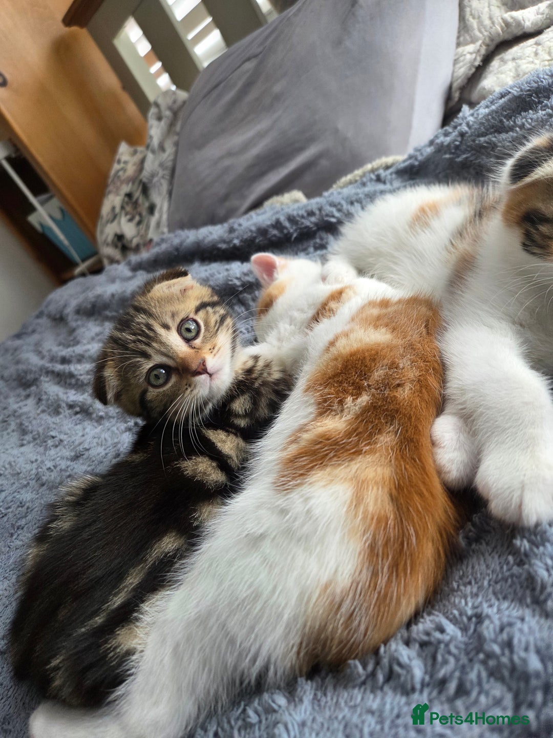 Scottish Fold cats for sale: Beautiful Scottish Folds - Image 11