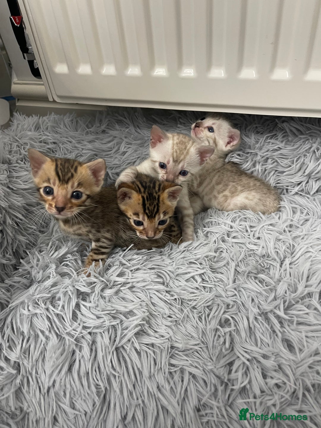 Bengal cats for sale: Bengal kittens for sale - Advert 12