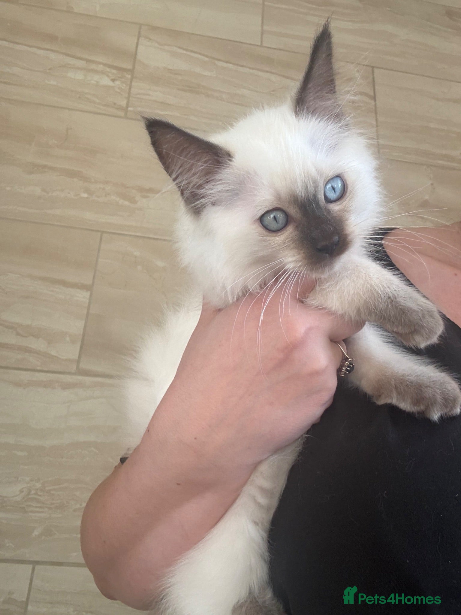 Ragdoll cats READY NOW last bot DNA CLEAR - Advert 1