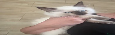 Ragdoll 1