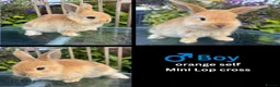 Mini Lop rabbits for sale: Mini lop / Mini lop cross orange / black bunnies - Advert 29
