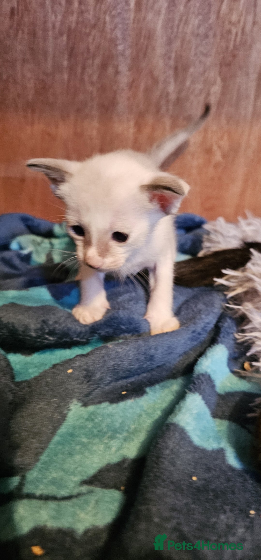 Oriental cats for sale:  GCCF Oriental Kittens For Sale - Image 30