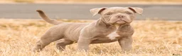 American Bully dogs for sale: Micro  Exotic  bullies - Advert 17