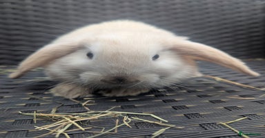 Mini Lop rabbits - Advert 1