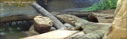 Iguana reptiles for sale: Guatamalan spiny tailed iguana  in Southport - Advert 2
