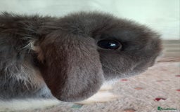 Mini Lop rabbits for sale: Mini lop kits - Image 8