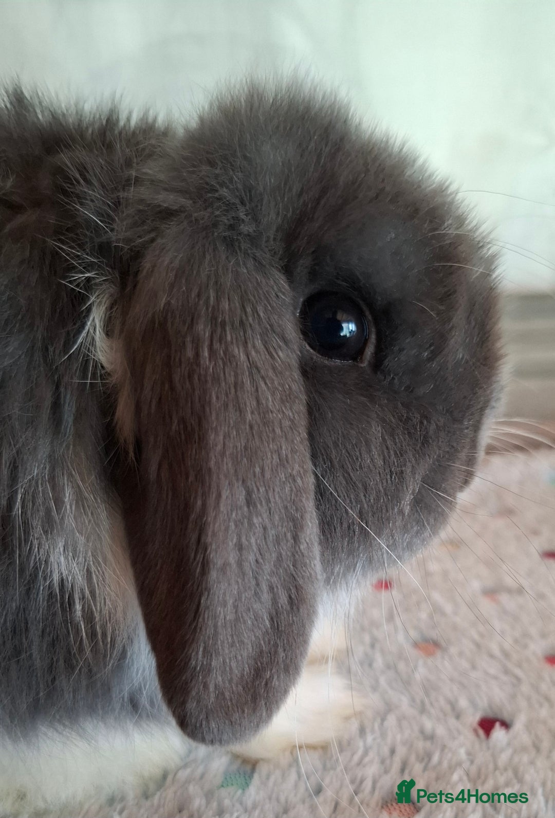 Mini Lop rabbits for sale: Mini lop kits - Image 8
