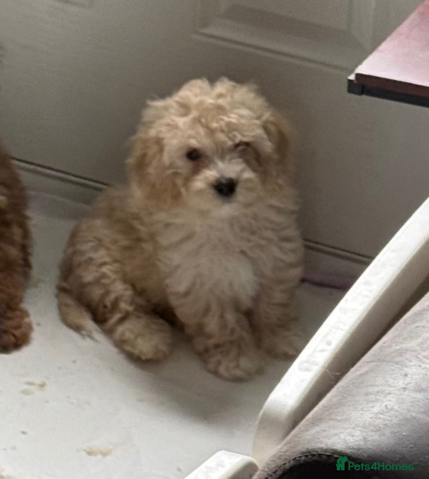 Cavapoo dogs 1 CREAM GIRL AVAILABLE, READY NOW  - Advert 17