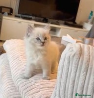 Ragdoll cats - Advert 6