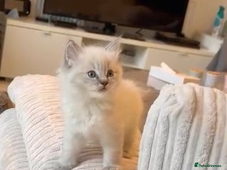 Ragdoll cats - Advert 6