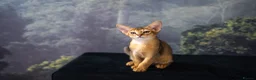 Abyssinian cats for sale: Caspian Boy - elegant, unique champion line🥇 - Advert 11
