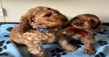 Cockapoo dogs - Advert 3