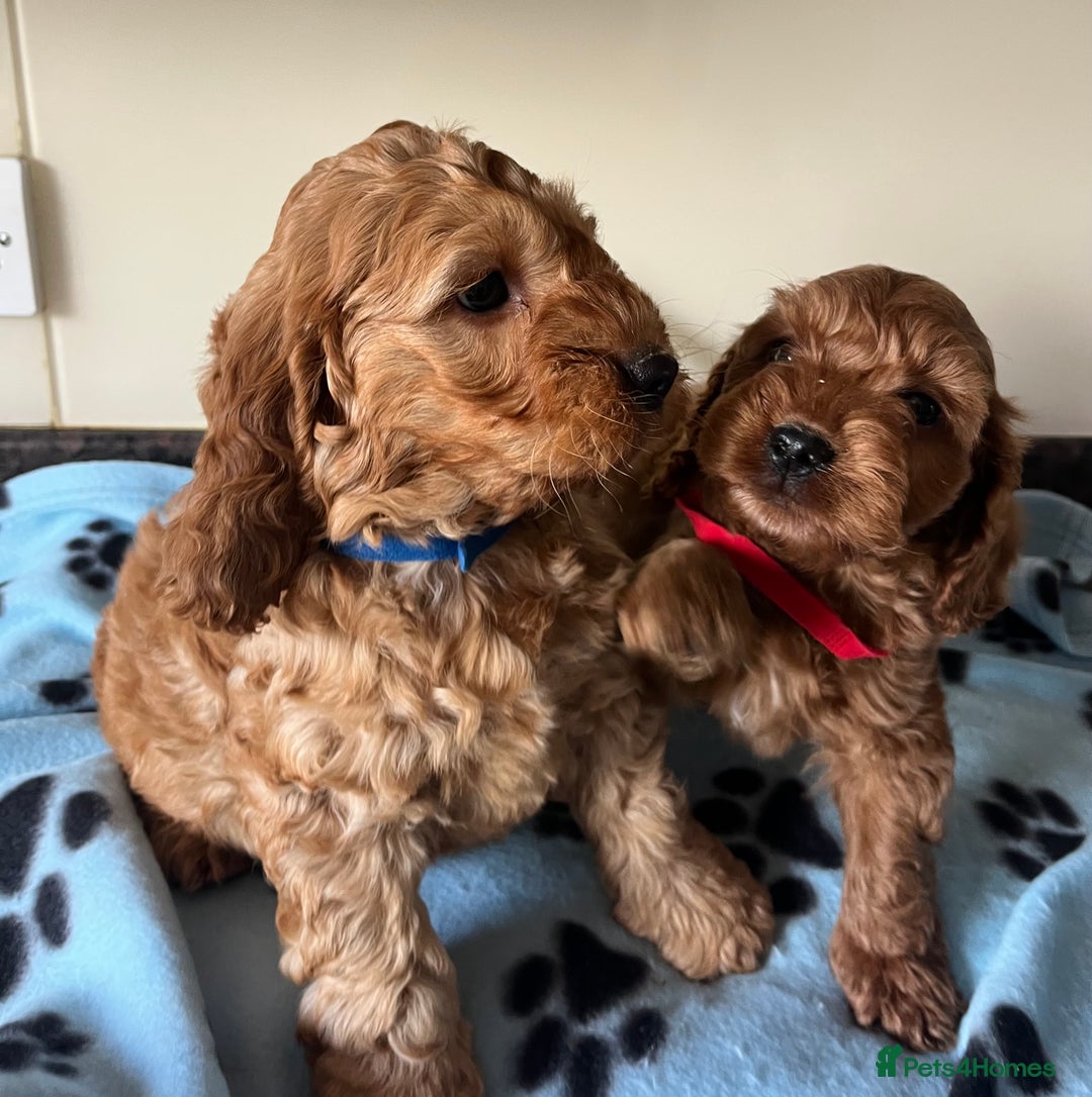 Cockapoo dogs for sale: Cockapoo puppies  - Image 2