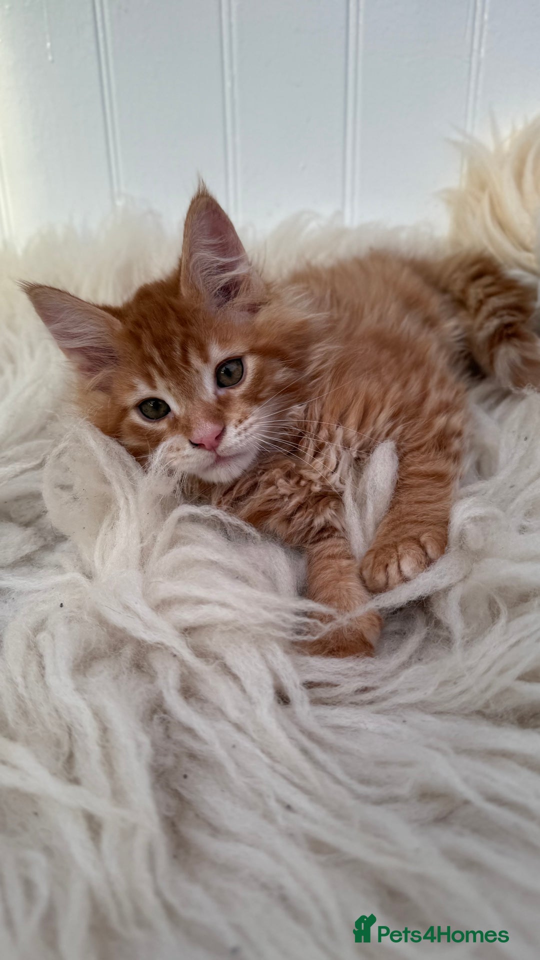 Maine Coon cats for sale: Last Two Gccf Maine Coons Boys Available - Advert 25