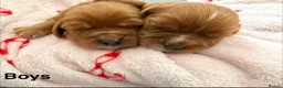 Cavalier King Charles Spaniel dogs for sale: Cavalier King Charles Spaniel puppies  - Advert 11