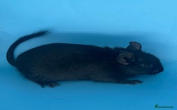 Degus rodents for sale: Baby degus - Advert 3