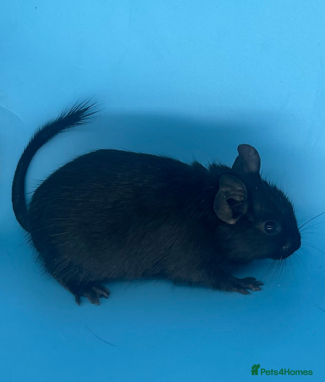 Degus rodents for sale: Baby degus - Advert 3