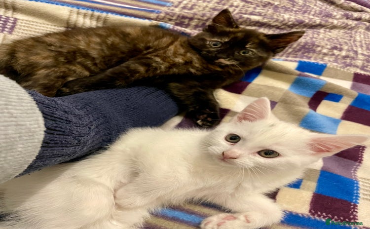 Turkish Angora cats - Advert 8