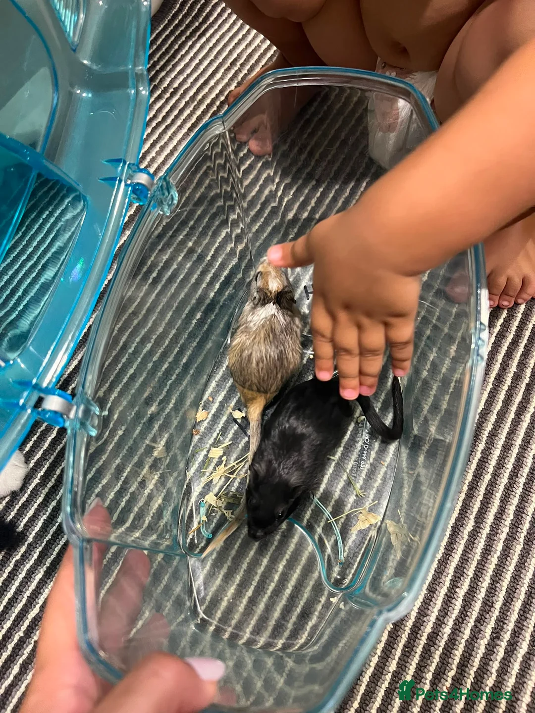 Gerbil rodents for sale: Two Beautiful Female Gerbils + Full Setup Included in Westerham - Advert 2