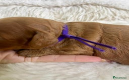 Cavapoo dogs for sale: Top Quality extensively tested F1b Toy cavapoo’s  - Image 11