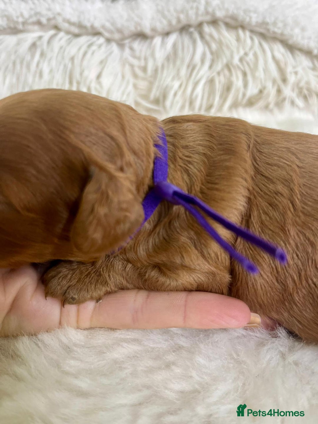 Cavapoo dogs for sale: Top Quality extensively tested F1b Toy cavapoo’s  - Image 11