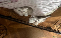 British Shorthair cats for sale: 🥰Beautiful kittens with rare colouring🥰 - Image 37